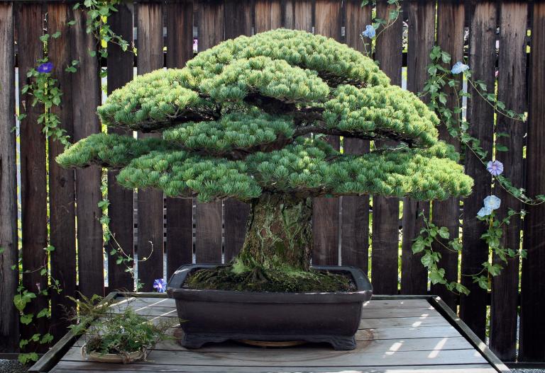 TOP 5 Najlepših bonsai drvca na svetu