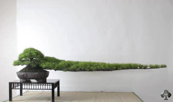 Najluđa bonsai drvca