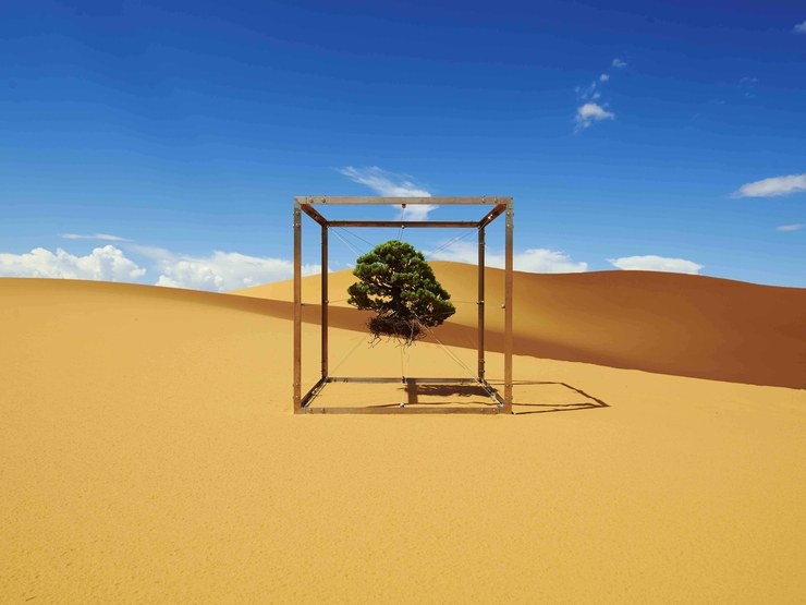 Bonsai je svuda oko nas