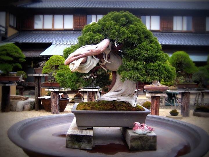 Najstariji bonsai (Top 5)
