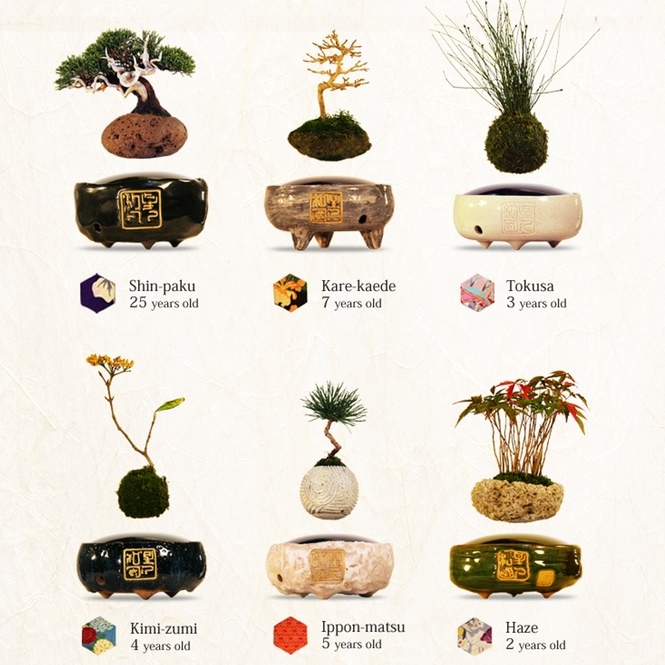 Lebdeci bonsai!