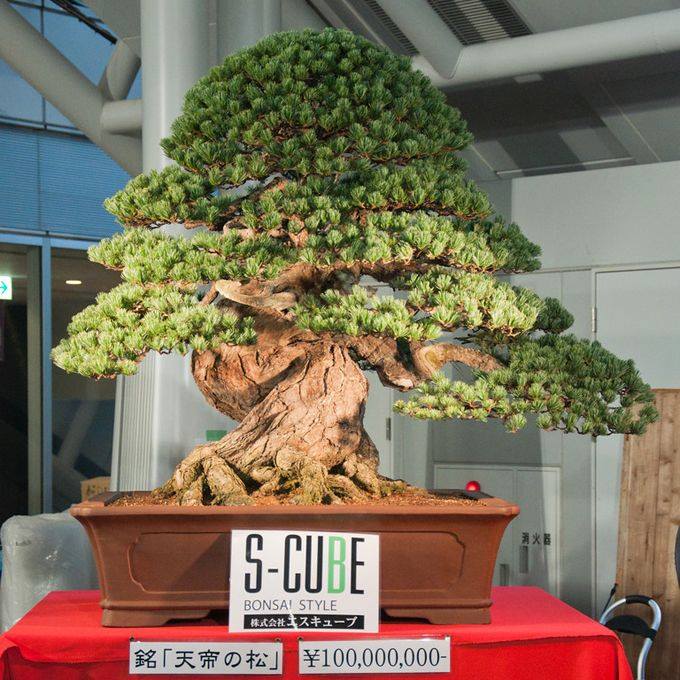 Bonsai drvo od milion dolara