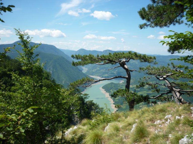 Bonsai u prirodnoj razmeri