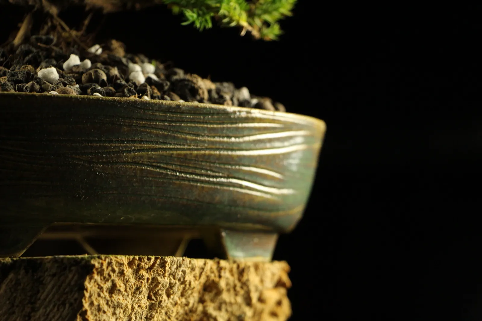 Bonsai kleka Ikigai, ceo profil drveta na crnoj pozadini