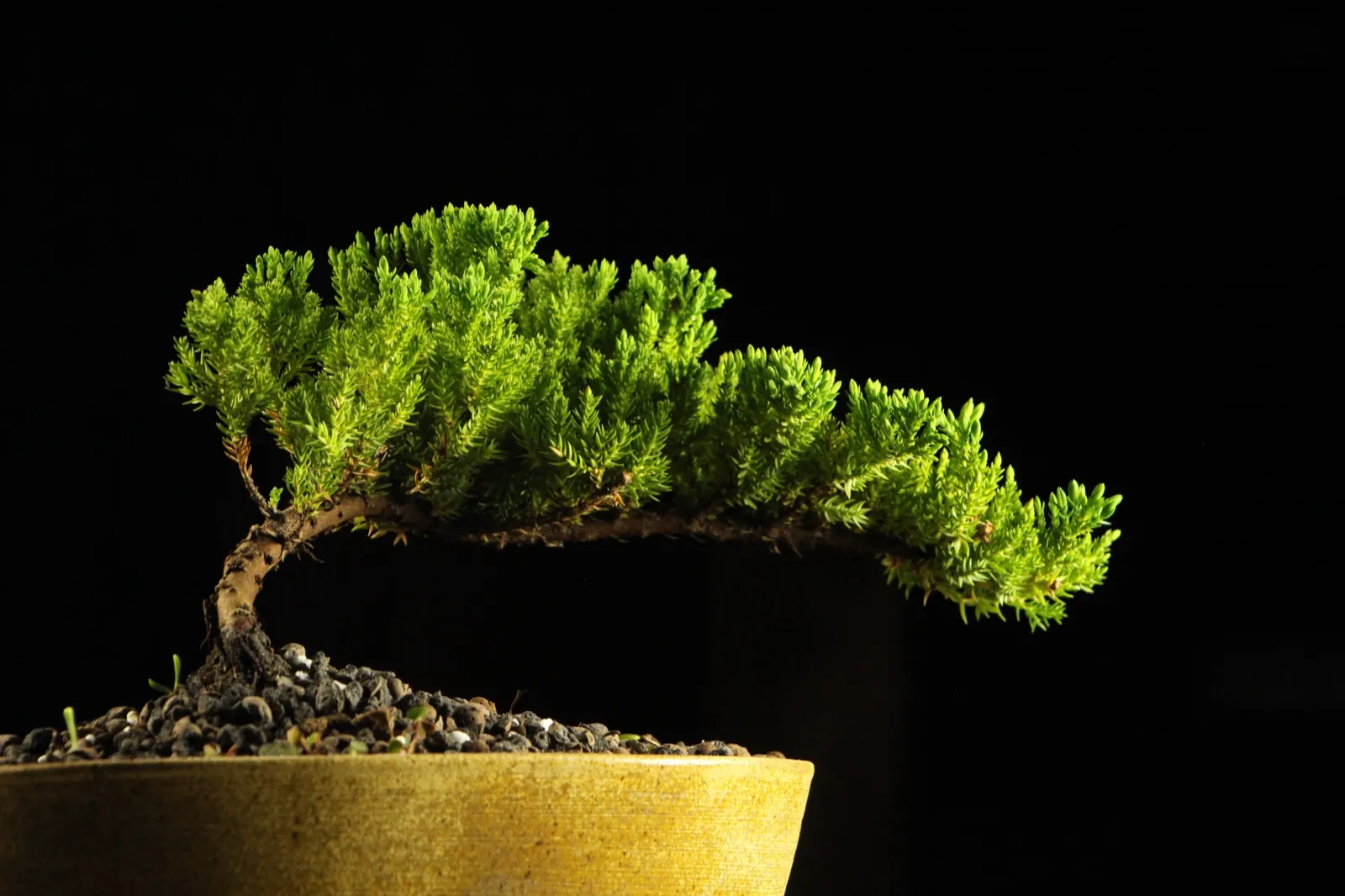 Bonsai kleka Ikigai, ceo profil drveta na crnoj pozadini