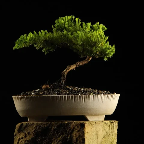 Bonsai kleka Ikigai, ceo profil drveta na crnoj pozadini
