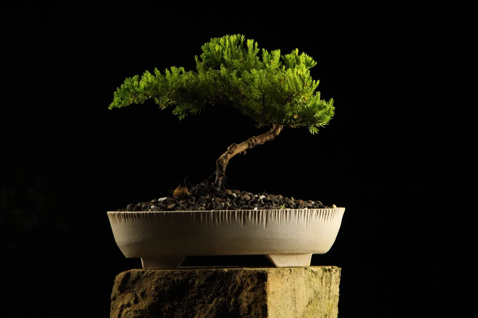 Bonsai kleka Ikigai, ceo profil drveta na crnoj pozadini