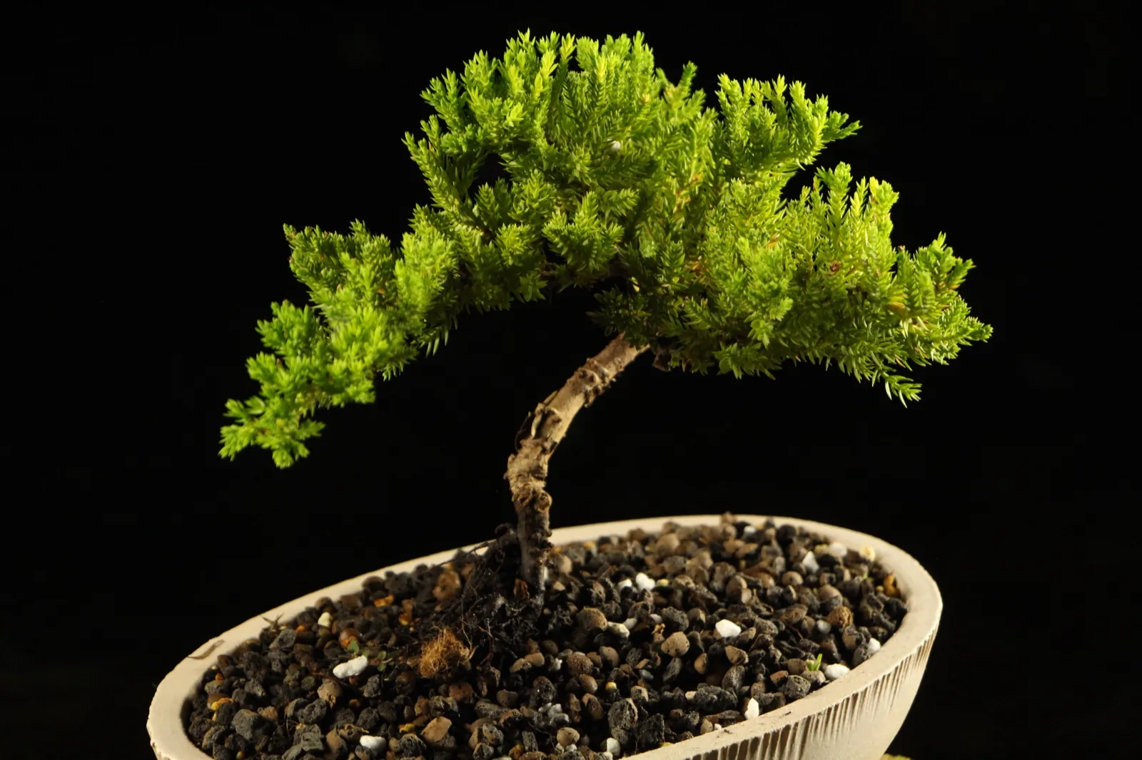 Bonsai kleka Ikigai, ceo profil drveta na crnoj pozadini