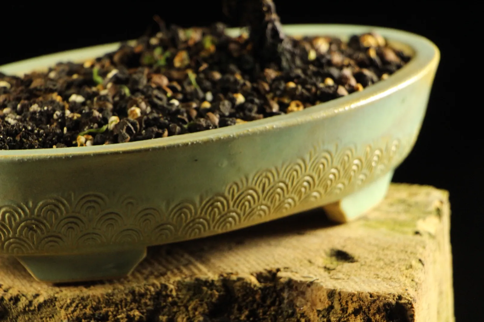 Bonsai kleka Ikigai, rucno radjena keramicka posuda i mahovina