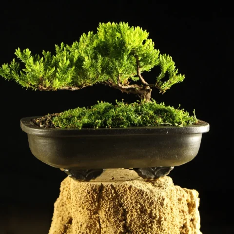 Bonsai kleka Kaizen u crnoj keramickoj posudi sa mahovinom