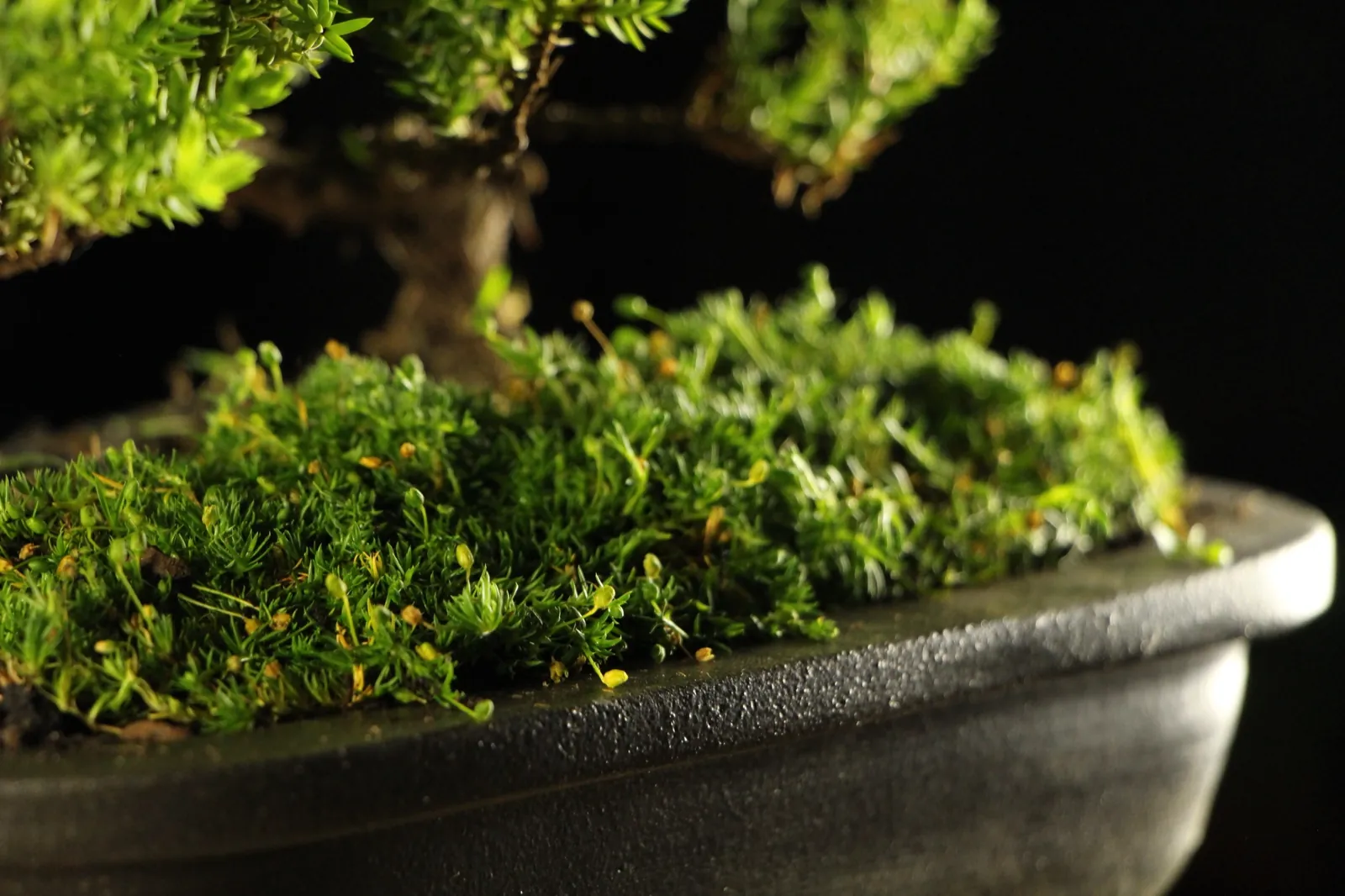 Bonsai kleka Kaizen, ceo profil drveta na crnoj pozadini