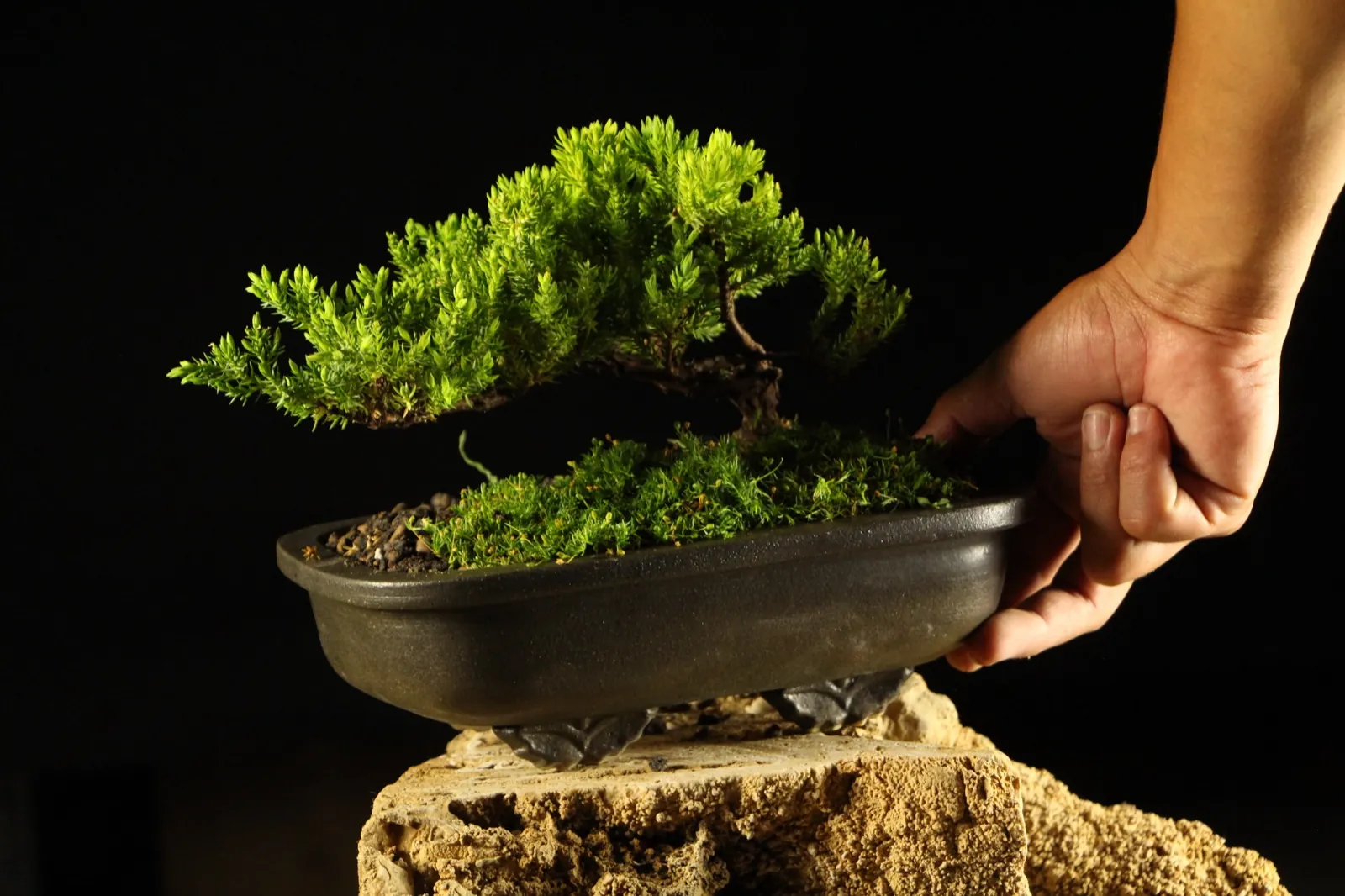 Oblikovanje bonsai kleke Kaizen u Bonsai Studiju