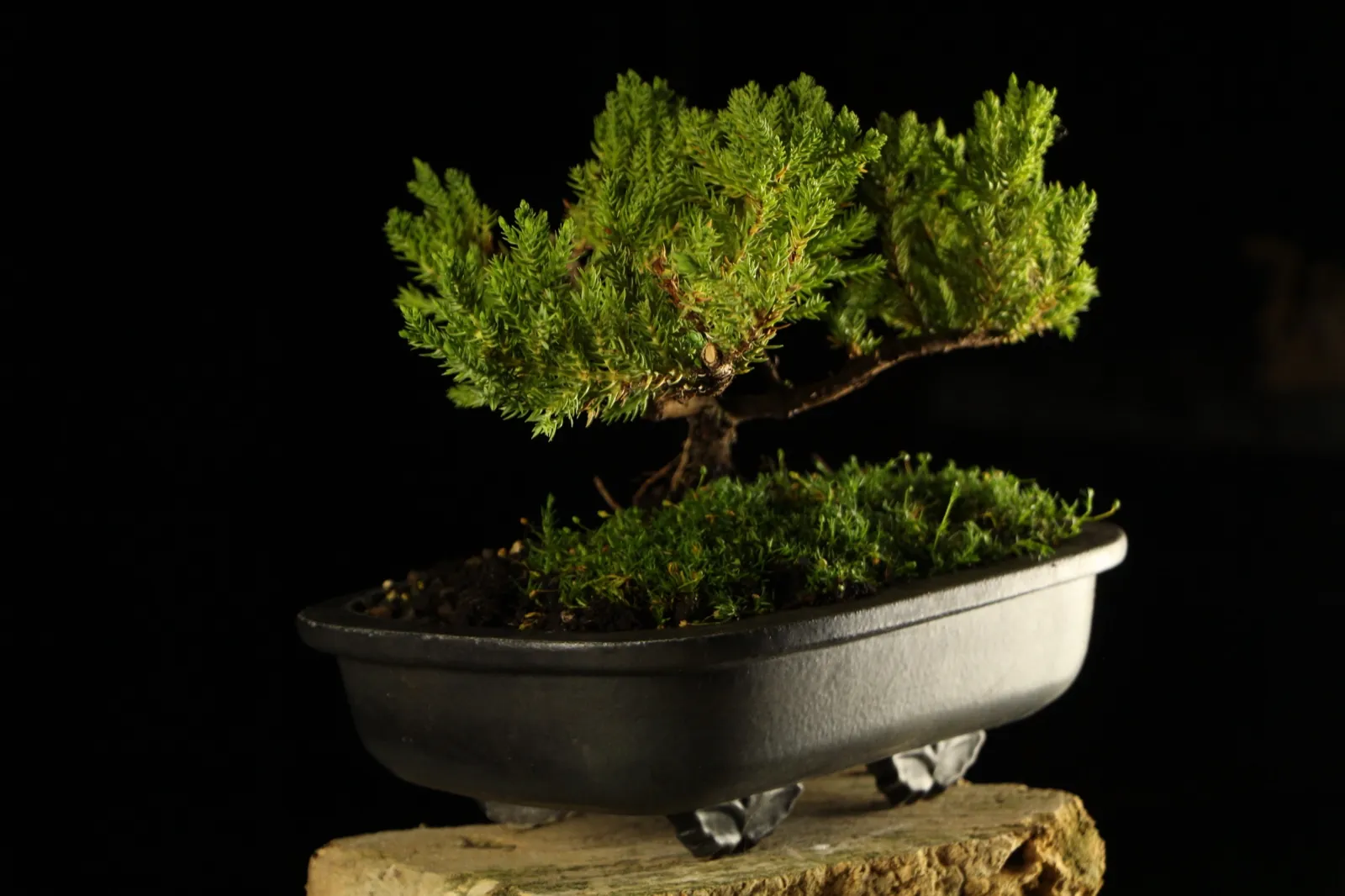 Bonsai kleka Kaizen, ceo profil drveta na crnoj pozadini