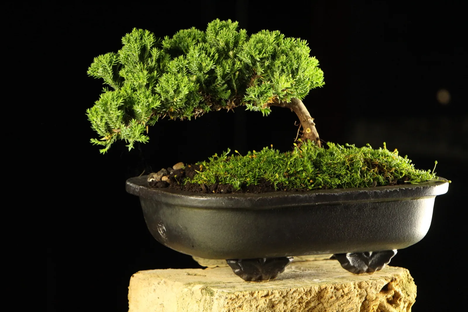 Bonsai kleka Kaizen, ceo profil drveta na crnoj pozadini