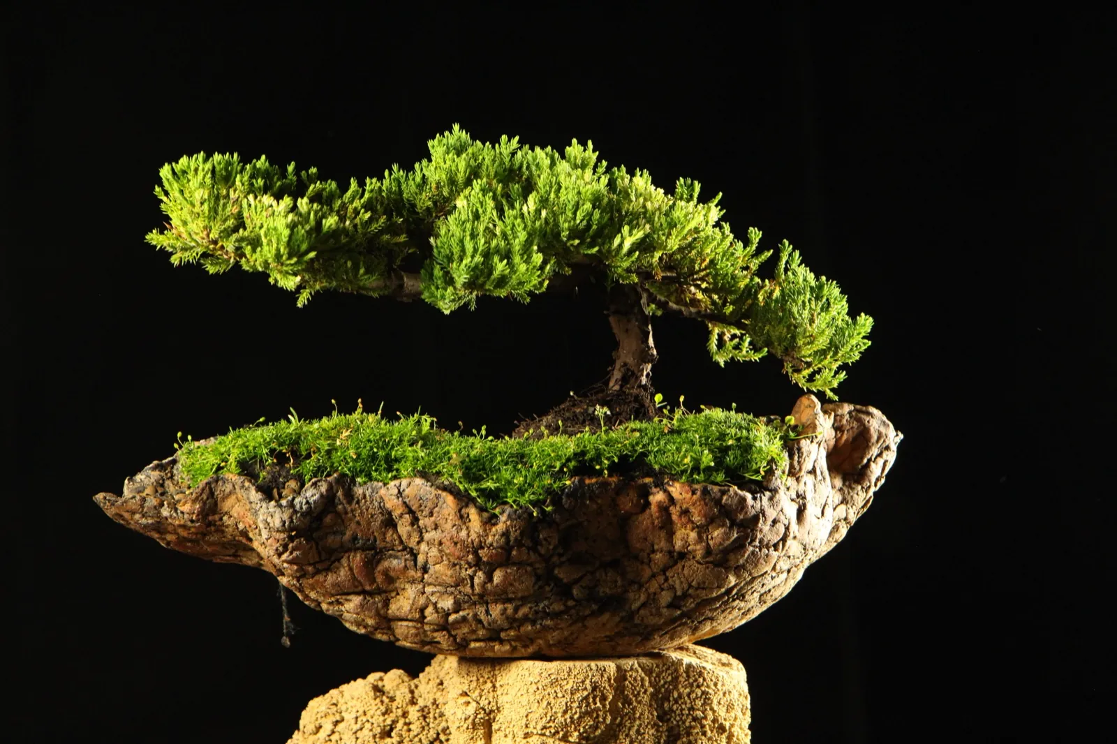 Ručno oblikovan bonsai na tamnoj podlozi