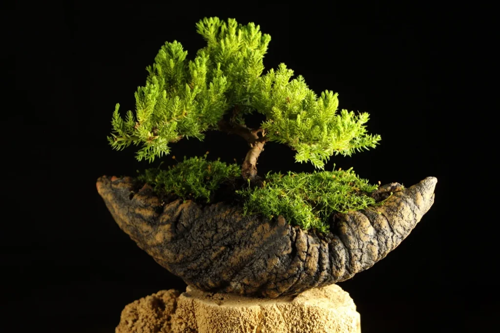 Bonsai drvo, primer 2