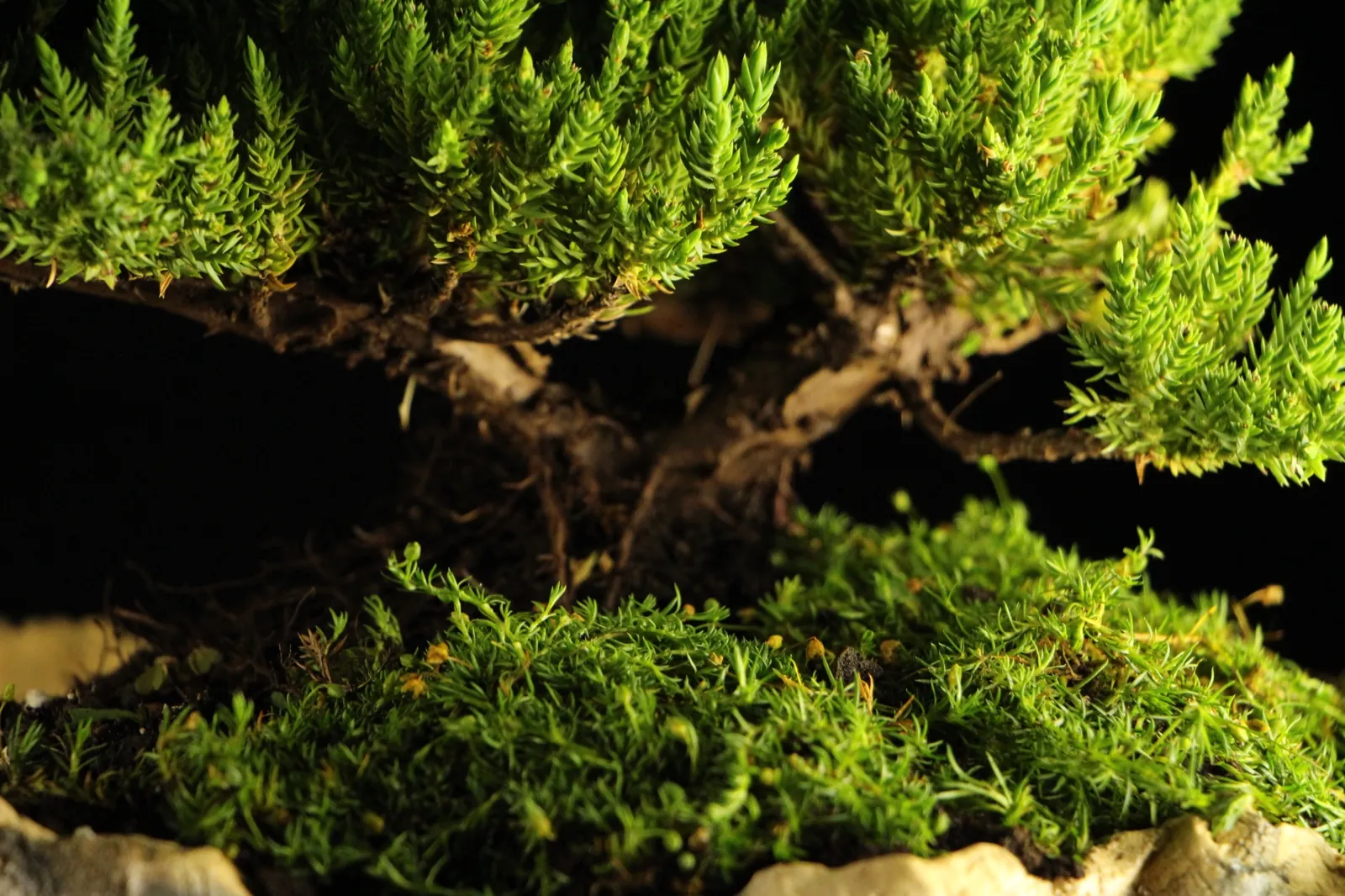 Bonsai kleka Zanshin, ceo profil drveta na crnoj pozadini