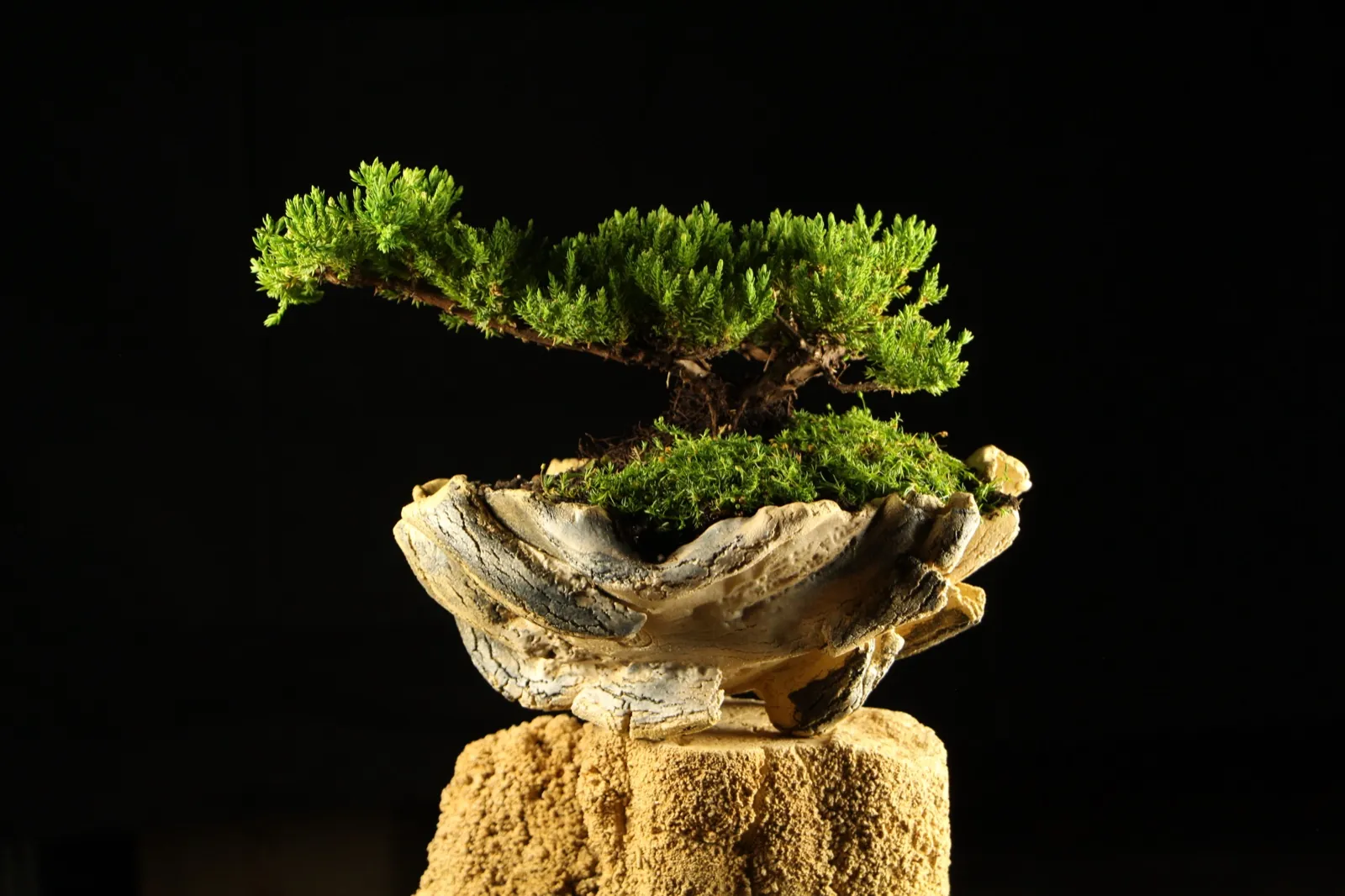 Bonsai kleka Zanshin, ceo profil drveta na crnoj pozadini