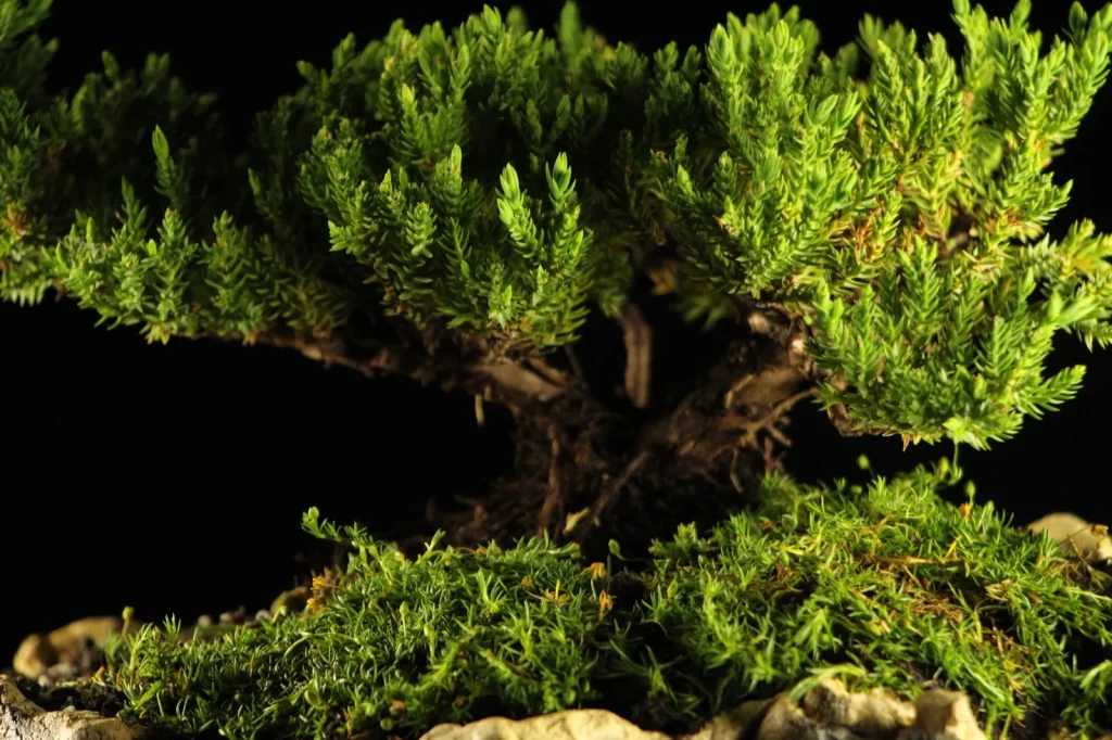 Proces oblikovanja bonsai drveta