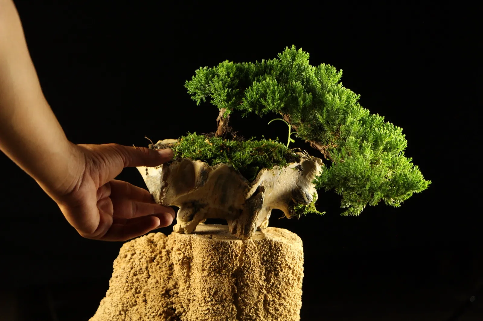 Oblikovanje bonsai kleke Zanshin u Bonsai Studiju