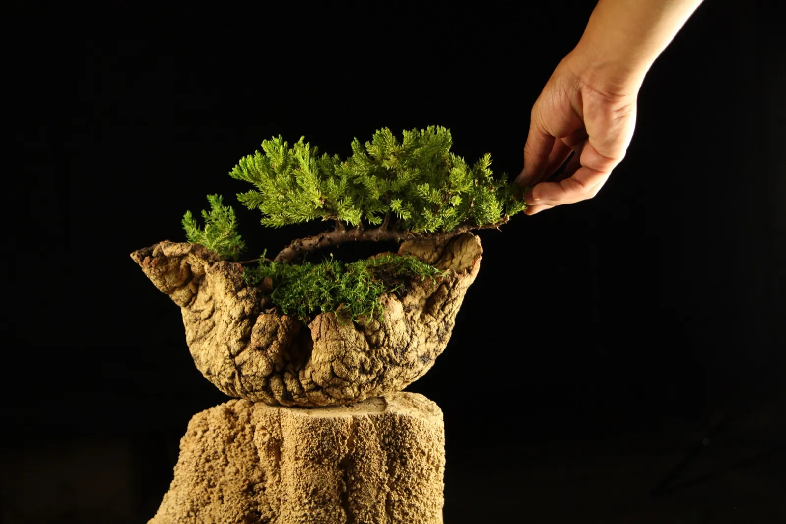 Oblikovanje bonsai kleke Zanshin u Bonsai Studiju