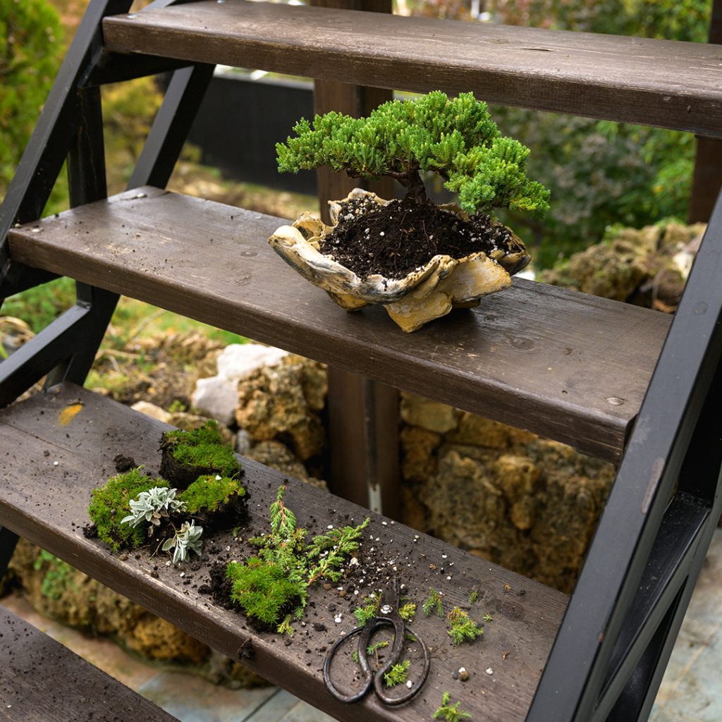 Bonsai kleka oblikovana u Bonsai Studiju